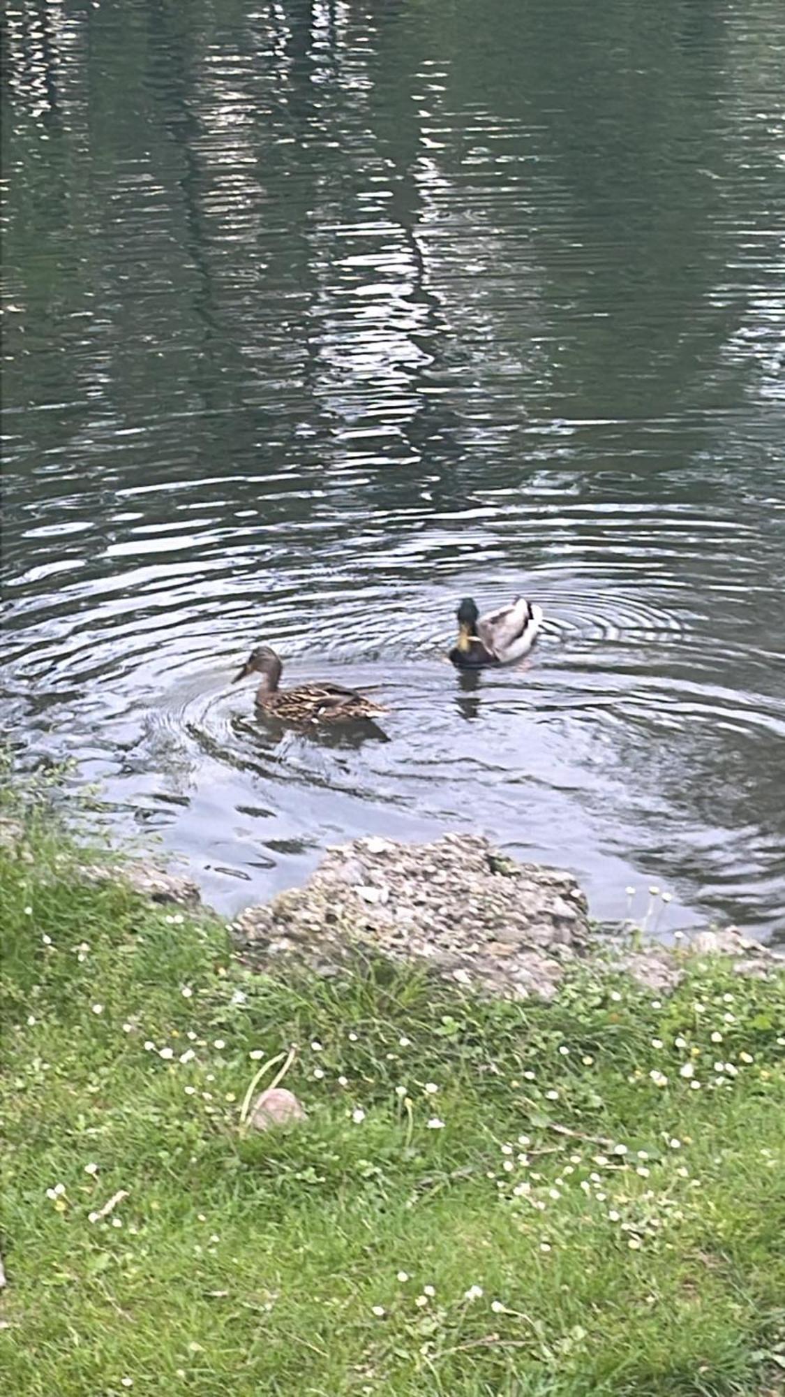 Laghi Di Como Appartamento Di Licinia E Mario Asso Eksteriør billede